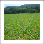 Nasad - posevki zeleno gnojenje 26.5.2011