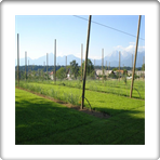 nasad 17.6.2012 001