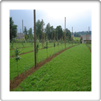 nasad 3.6.2012 007