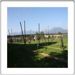 nasad 8.9.2012 (12)